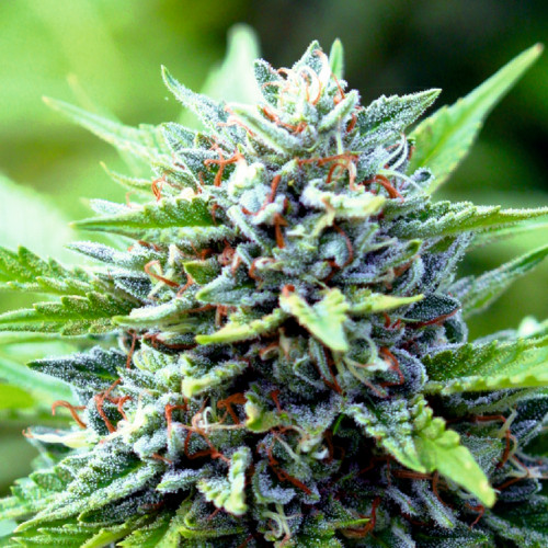 Гибридная марихуана как вырастить коноплю на семена